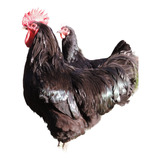 Ovos