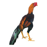 Costeiro