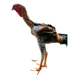 Ovos