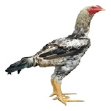 Ovos Galados Indio Gigante 8 Ovos Frete Grátis