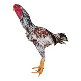 Pintadin
