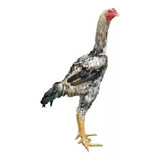Ovos Galados Indio Gigante E Polaco Gigante 16 Ovos