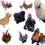 Ovos Galados Mix De Varias Raças