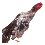 barrigueiro