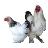 Ovos Galados Raça Brahma