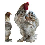 Ovos Galados Raça Pura De Brahma Red Marmorizada Kit