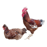 Ovos
