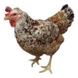 Ovos