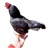 Ovos Galinha Mini Cornish Puro 7un Garnizé