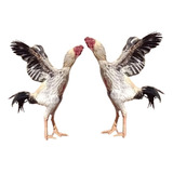 Ovos Galo Índio Gigante 15 Unidades 