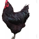 Negro
