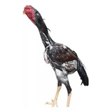 Ovos