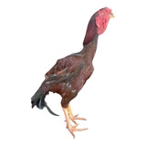 Bola