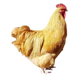 Férteis