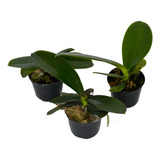 Pacote 10 Mudas De Orquidea Phalaenopsis Lindas Sortidas