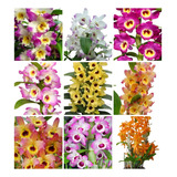 Pacote 10 Mudas Orquideas Dendrobium Pre Adulta Frete Gratis