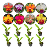 Pacote 12 Mudas De Orquidea Cattleya Lindas