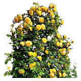 Pacote 5 Mudas Rosas Trepadeiras Cores Diversas
