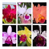 Pacote Com 10 Mudas Orquídeas Cattleya Promocao Variadas
