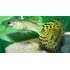 Pacote Com 20 Peixes Lebiste Cobra   Água Doce   Aquário
