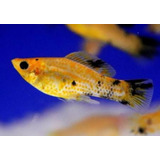 Pacote Com 30 Peixes Molinesia Tigre