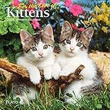 Pacote De Calendário De Gatinhos 2021 Mini Calendário De Luxo 2021 Gatinhos Com Mais De 100 Adesivos De Calendário Presentes De Gatos Materiais De Escritório 