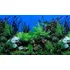 Painel P/ Aquários Fundo Azul Rochas Plantas Pp-085 60-200cm