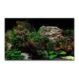 Painel P aquários Fundo Preto Rochas Plantas Pp 086 50x100cm