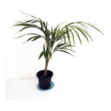 Palmeira Areca Bambu Natural Dypsis Lutescens Vaso