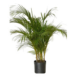 Palmeira Areca Bambu Toiceira 1mt Fertilizada