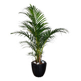 Palmeira Areca Planta Natural