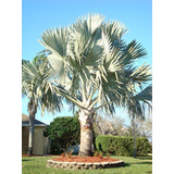 Palmeira Azul Bismarckia Nobilis