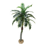 Palmeira Coqueiro Arvore Tropical P loja Piscina Casa 1 86mt