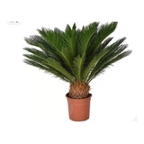 Palmeira Cyca 50cm Á 80 Fotos Reais Decoração Natural C vaso
