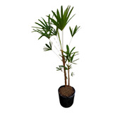 Palmeira De Ráfia Ou Rafis 02 Hastes Natural Cultivo Eco