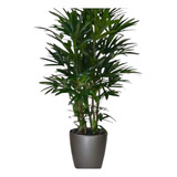 Palmeira Ráfia Excelsa 1mt Fertilizada
