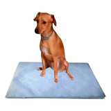 Pipidog