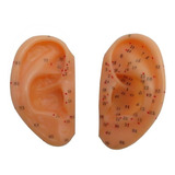 Par De Modelo Anatômico Orelha Para Acupuntura Auricular
