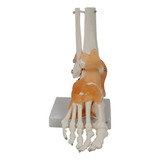 Para A a Modelo De Articulação Do Pé Com Ligamentos  Modelo