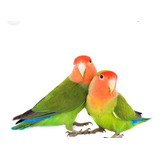 Pássaro Agapornis Roseicollis ave Do Amor entregamos Em T