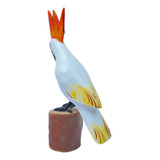 Passaros Da Fauna Brasileira