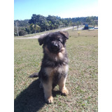 Pastor Alemao