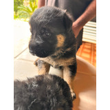 Pastor Alemão Fêmea 20 Dias Com Pedigree Longo