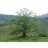 Pau D alho Sementes Arvore Gigante Nativa Para Mudas