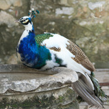 Ornamentais