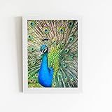Pavão Ave Animais Natureza Quadro Moldura Branca 60x40cm