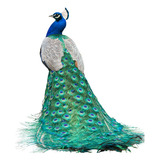 Pavao Azul Aves Com