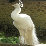 Pavão Branco Casal Aves Ornamentais Jovens
