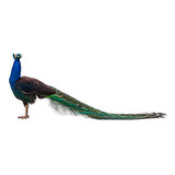 Pavão Ombros Negros Aves Ornamentais Casal