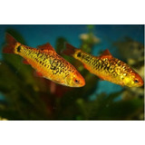 Pct C 10 Peixes Barbus Ouro aquário Água Doce